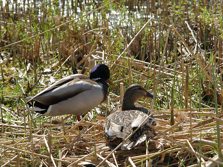 Enten im Lustgarten - Brandenburg (Potsdam)