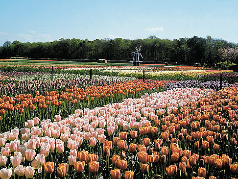 Fotos Bloemenmarkt | Amsterdam